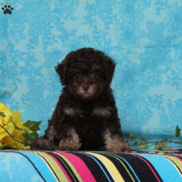 Merle, Toy Poodle Puppy